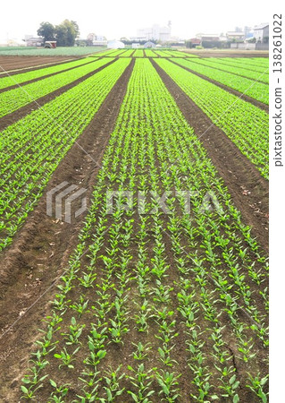 A scene of a spinach field in the suburbs in late autumn. A scene of a spinach field in the suburbs in late autumn. 138261022