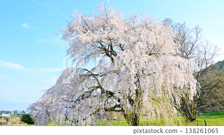 南阿爾卑斯山安曇野公園，岩原大垂櫻樹 138261065