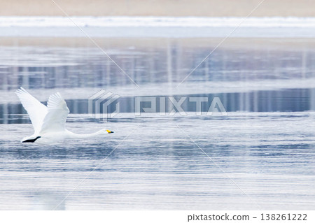 Swan Swan 138261222
