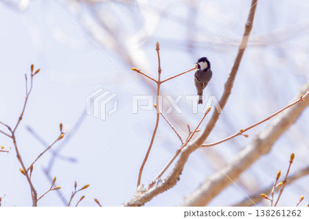 沼澤山雀 138261262