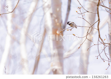 沼澤山雀 138261263