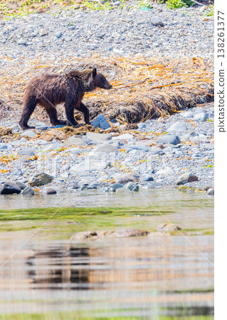 Brown bear 138261377