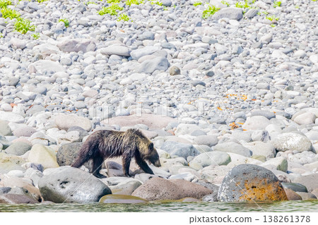 Brown bear 138261378