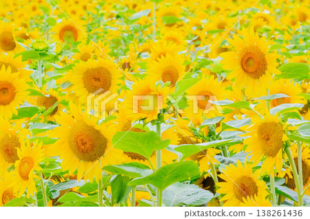 Sun Flower Sun Flower 138261436