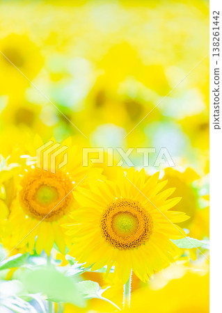 Sun Flower Sun Flower 138261442