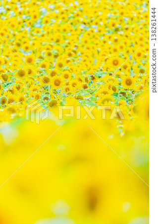 Sun Flower  138261444