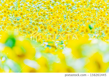 Sun Flower  138261445