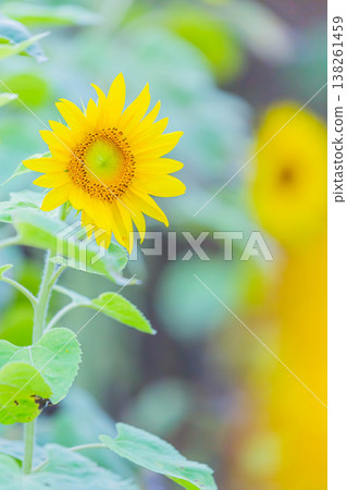 向日葵 138261459