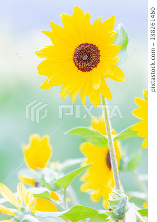 向日葵 向日葵 138261460