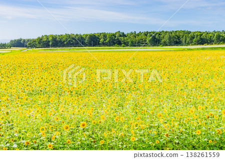 Sunflower field 138261559