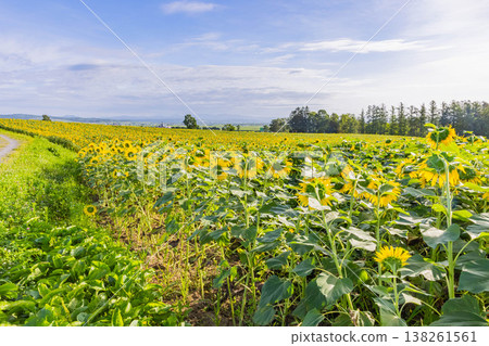 向日葵田 138261561