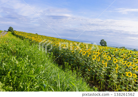 Sunflower field Sunflower field 138261562