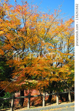 Mizusawa's Maple Valley Mizusawa's Maple Valley 138261682