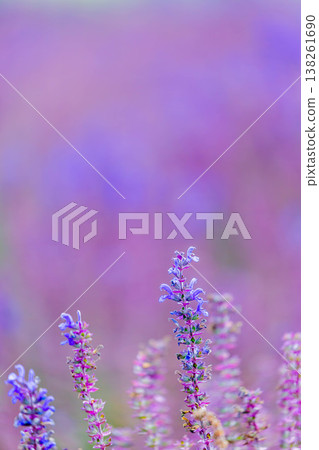 Blue salvia Blue salvia 138261690