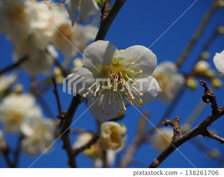 白梅花 138261706