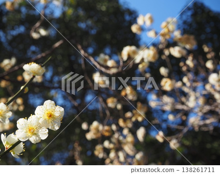 白梅花 白梅花 138261711