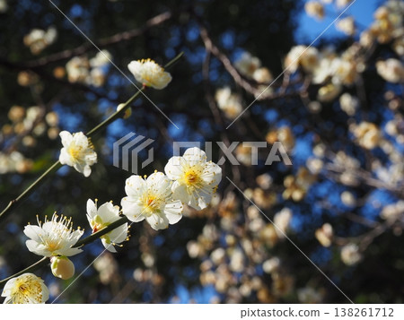 white plum blossom white plum blossom 138261712