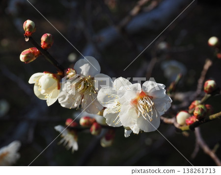 white plum blossom 138261713
