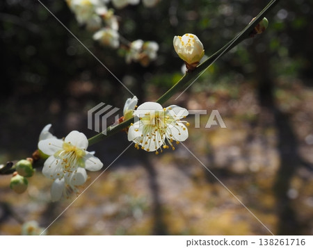 白梅花 138261716