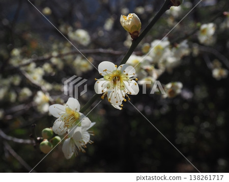 白梅花 138261717