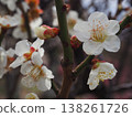 white plum blossom 138261726