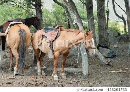 [Patagonia] Torres del Paine Trekking Routes 138261783