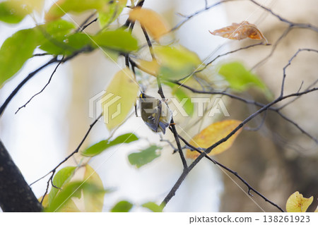 Small bird perched on branches amidst vibrant autumn leaves in a tranquil forest setting Small bird perched on branches amidst vibrant autumn leaves in a tranquil forest setting 138261923
