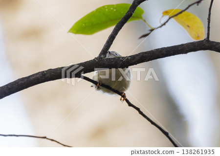 Small bird perched on a branch amidst vibrant green leaves during a peaceful afternoon 138261935