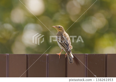 Bird perched gracefully on a fence in a tranquil garden during a sunny afternoon 138261953