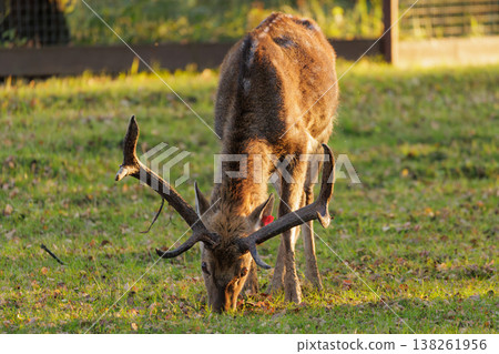 Majestic deer feeding in a lush green meadow during the golden hour of sunset Majestic deer feeding in a lush green meadow during the golden hour of sunset 138261956