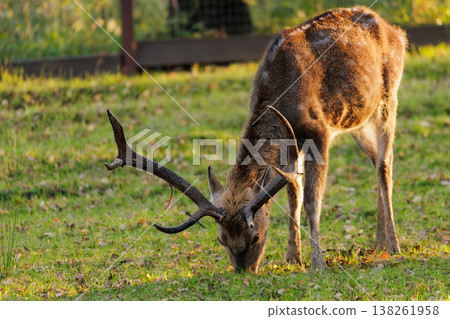 Majestic deer grazing in a sunlit meadow during autumn in a serene landscape Majestic deer grazing in a sunlit meadow during autumn in a serene landscape 138261958