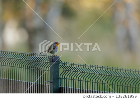 Bird perched on a fence at dusk, showcasing nature's beauty in a tranquil outdoor setting Bird perched on a fence at dusk, showcasing nature's beauty in a tranquil outdoor setting 138261959