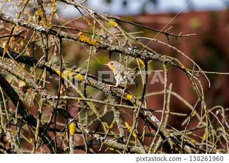 Bright bird perched amid branches in a serene backyard setting during sunny daytime Bright bird perched amid branches in a serene backyard setting during sunny daytime 138261960