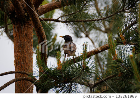 Bird perched on a pine tree branch, showcasing its intricate feathers amidst a serene natural setting Bird perched on a pine tree branch, showcasing its intricate feathers amidst a serene natural setting 138261969