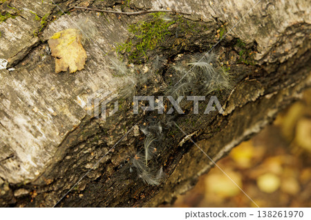 Soft, delicate fibers cling to a weathered tree bark in a serene forest during autumn's colorful transition 138261970