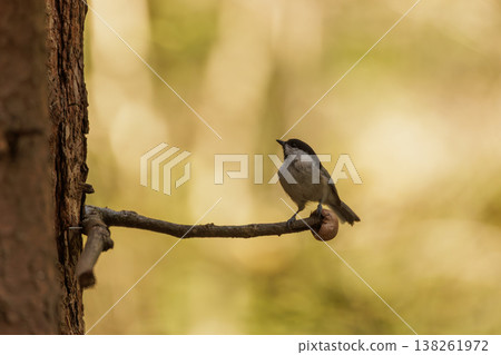 Small bird perches on a branch in a serene forest during golden hour Small bird perches on a branch in a serene forest during golden hour 138261972