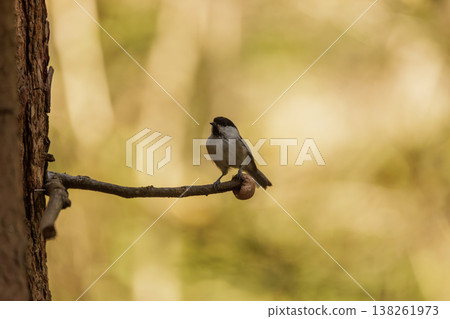Tiny bird perched gracefully on a branch in a sunlit forest during the serene morning hours Tiny bird perched gracefully on a branch in a sunlit forest during the serene morning hours 138261973