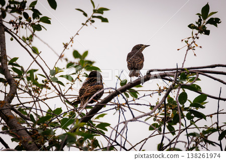 Birds perched among green leaves on a cloudy day in a tranquil park setting Birds perched among green leaves on a cloudy day in a tranquil park setting 138261974