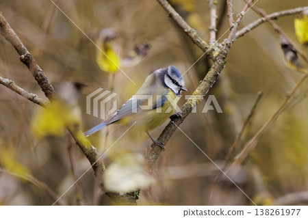 Blue tit perched on a branch amidst autumn leaves in a tranquil forest setting 138261977