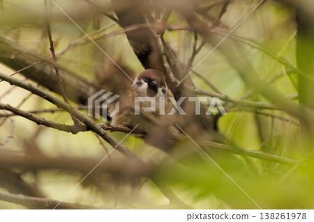 Charming sparrow perched quietly among lush branches in a serene woodland setting 138261978