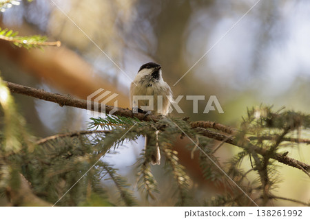 Small bird perched on a branch among the vibrant green foliage of a forest in early morning light Small bird perched on a branch among the vibrant green foliage of a forest in early morning light 138261992