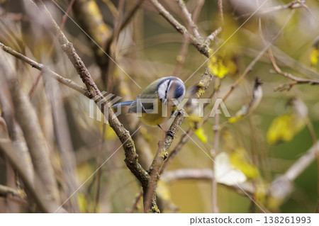 Colorful blue tit rests on a branch amidst autumn leaves in a tranquil forest setting Colorful blue tit rests on a branch amidst autumn leaves in a tranquil forest setting 138261993