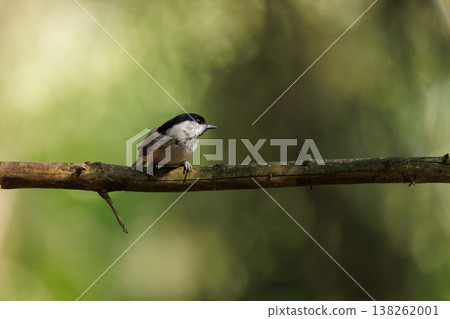 Small bird perches quietly on a branch in a forest glade at dawn 138262001