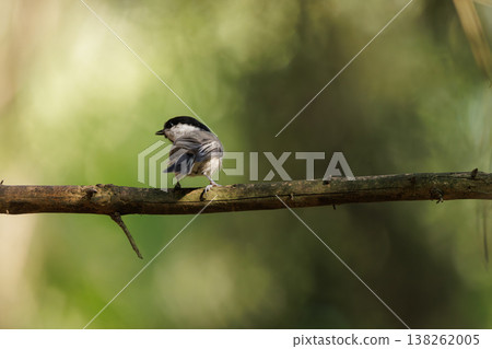 Small bird perched on a branch in a tranquil forest setting during soft daylight Small bird perched on a branch in a tranquil forest setting during soft daylight 138262005
