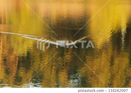Ducks gliding smoothly across a tranquil lake surrounded by vibrant autumn foliage in late afternoon 138262007