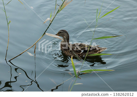 Gentle duck gliding through tranquil waters surrounded by lush reeds in a peaceful setting 138262012