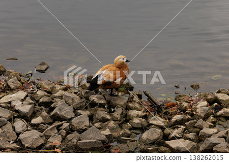 Elegant bird by the waterside enjoys a peaceful moment on a rocky shore surrounded by calm reflections 138262015