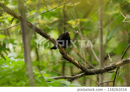 Black bird perched quietly on a branch amidst lush greenery in a peaceful forest setting Black bird perched quietly on a branch amidst lush greenery in a peaceful forest setting 138262016
