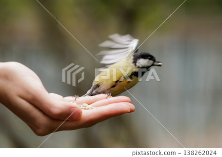Bird feeding moment in a tranquil setting creates a stunning connection between nature and humanity Bird feeding moment in a tranquil setting creates a stunning connection between nature and humanity 138262024