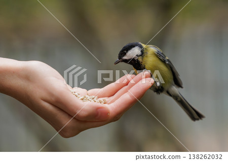 Birds gather around hands offering seeds in a sunny spring park 138262032